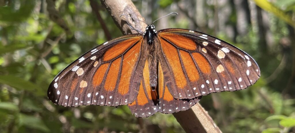 Een oranje vlinder met zwarte strepen in het vlinderreservaat van de Piedra Herrada in Mexico