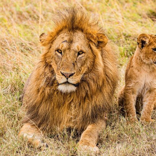 Vaderleeuw en jong in het gras in Nairobi National Park