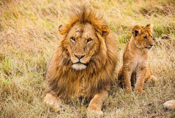 Vaderleeuw en jong in het gras in Nairobi National Park