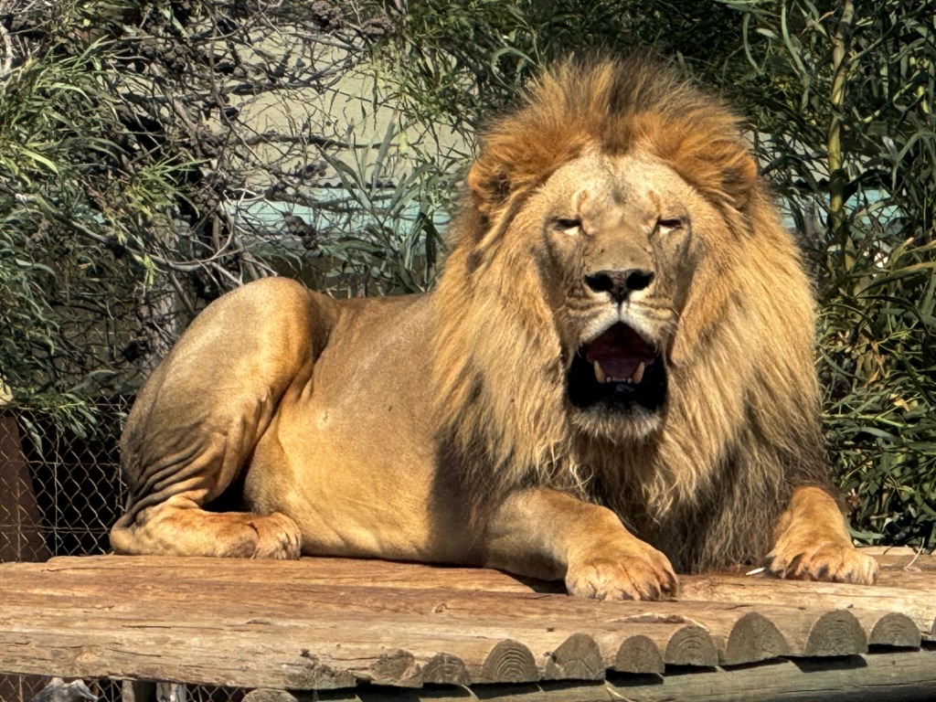 Drakenstein Lion Park: geredde leeuwen in Zuid-Afrika