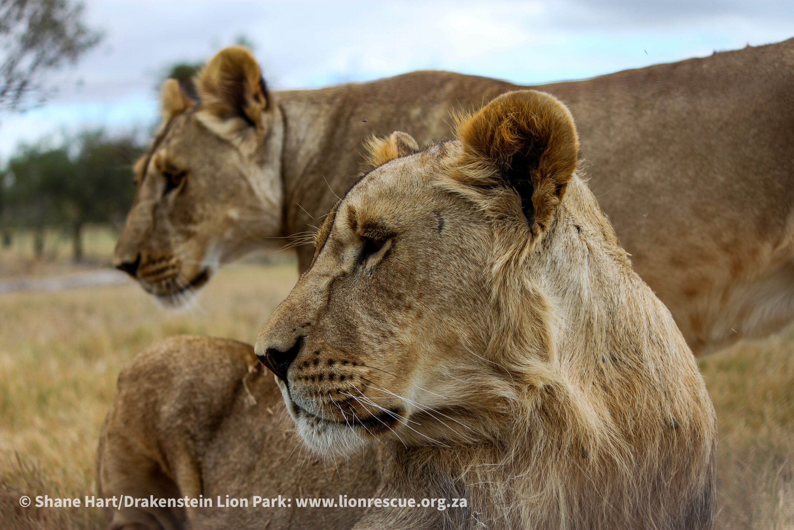 Drakenstein Lion Park: geredde leeuwen in Zuid-Afrika