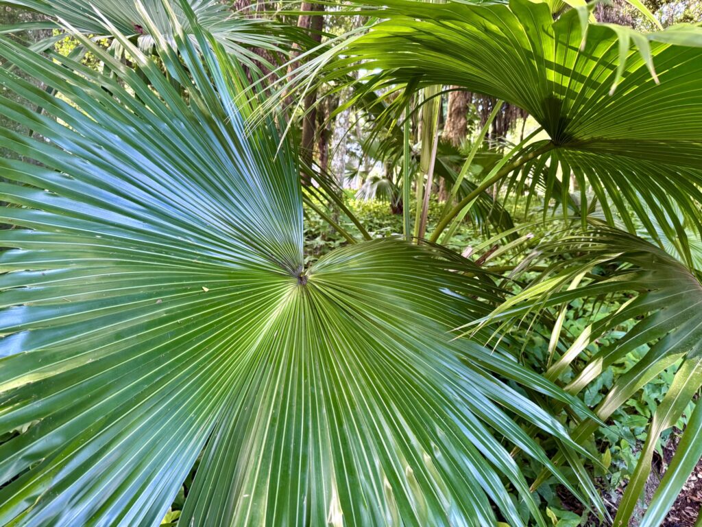 tropisch regenwoud in de Jardim Botanico