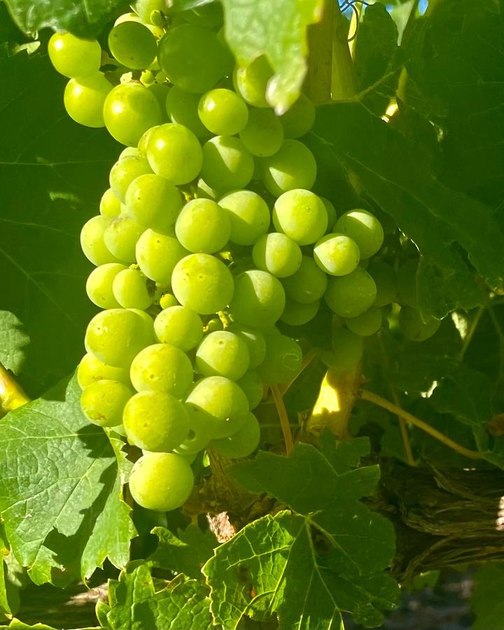 Rijpende witte druiventros aan de wijnstok in Franschhoek, omringd door bladeren in tegenlicht.